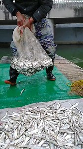 Amazing Cast Net Fishing Skill - Net Catch Fishing by Fishermen ! | Daily Discovery