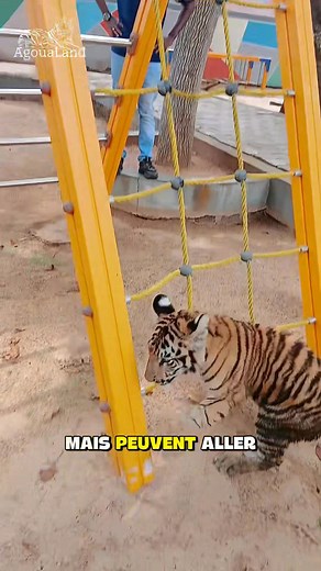 Majestueux, puissant et discret, le tigre est le plus grand félin du monde ! Découvre dans cette vidéo quelques faits fascinants sur ce roi de la jungle 🐾Chaque semaine, la série « Le savais-tu ? » te fait plonger au cœur du monde animal, directement depuis le parc zoologique AgouaLand .Abonne-toi dès maintenant pour ne rien manquer des prochains épisodes de « La vie au zoo AgouaLand » et continue à apprendre tout en t’émerveillant ! #AgouaLand #LeSavaisTu #Tigre #VieAuZoo #Animaux #Éducation #