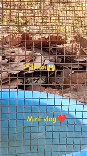 Jamun khadi ma Python😱🔥#shorts #minivlog #trendingshorts