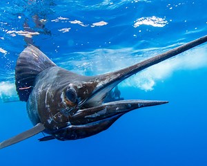 Costa Rica Fishing Trips - All-Inclusive | Vacations Costa Rica