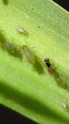 Aphids DON'T need MALES to Reproduce ♀️ Animal Fact Files #facts #animals #wildlife Learn more Aphid facts here ➡️ https://youtu.be/atujhCMlHOE | Animal Fact Files | Facebook