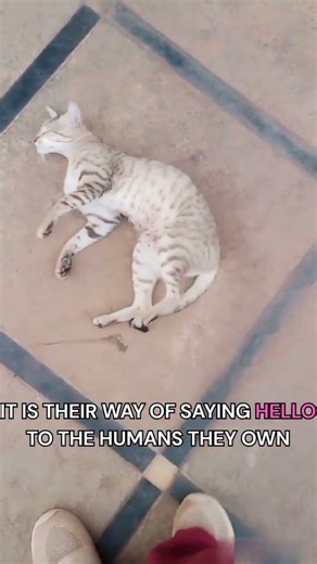 Why do cats roll over when they see you