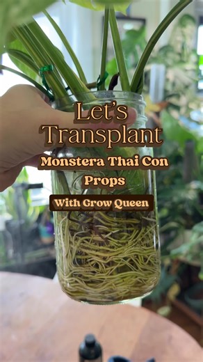 These Monstera Thai Cons were overdue for a transplant. They have been in the propagation jars for a few months under a grow light, and these roots are out of control. Lets give them a solid foundation to thrive in! We are using: Aroid Soil All in one Fertilizer Liquid Fertilizer Stay tuned to see how they grow! . . . .#monstera #thaicon #houseplant #plantcare