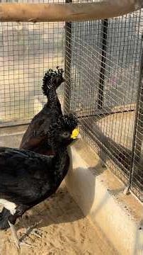 Yellow Knobbed Grater Curassow #birdsaviaries #birds #zoo #birdsavairy #animals
