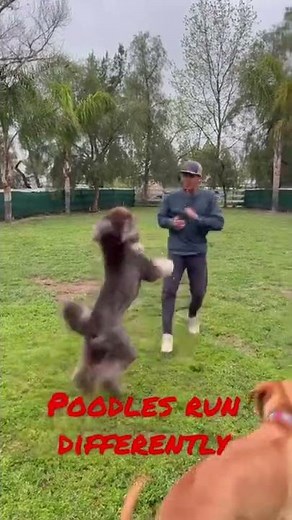 Watch a poodle gallop.