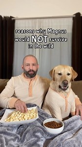 450K views · 10K reactions | Magnus wouldn’t last a day in the wild. That is unless they had huge soft pillows everywhere, daily massages and plenty of yummy treats.  How would your dog do? #spoileddog #pamperedpooch #pamperedpets #pamperedpup #kingofthecastle #doglifeisgood #labradors #dog #explore #viral | Magnus The Therapy Dog | Facebook