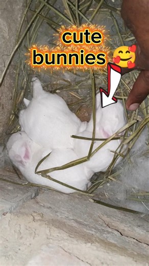 wow 😲 cute bunnies agay 🥰
