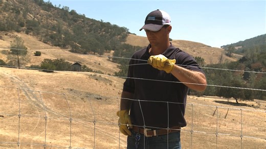 Fix your high-tensile smooth wire in just 3 easy steps. Gripple makes fence repairs faster, cleaner, and way stronger than traditional tie-offs — no knots, no headaches, no wasted time. 👨‍🌾🛠️ If you’re fencing this season, this is the tool you want in your pocket. #Gripple #FencingBC #FarmTools #HighTensileWire #FenceRepair #GripplePlus #FarmLifeBC #RanchLifeBC #CattleFencing #CountryWestSupply #CWS #FraserValleyFarms #OkanaganFarms #FenceBuilding #FarmGear #HowToFarm #FYP @gripplecanada Grip