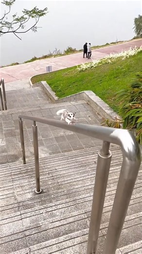 these sugar gliders are incredibly cute! | Dondré T. Whitfield