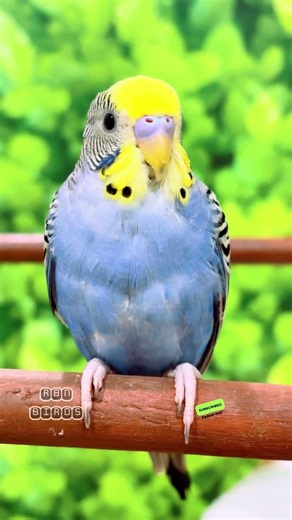 Happy budgie sounds #rbnbirds #budgies #parakeet #birds #parrot #pets #shorts