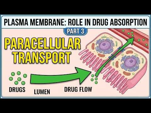 PLASMA MEMBRANE: ROLE IN DRUG ABSORPTION (PART-3) PARACELLULAR TRANSPORT