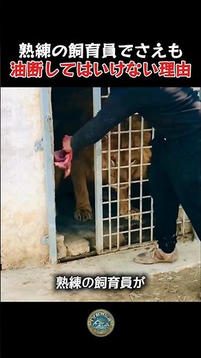 ライオンに餌をあげる時油断してはいけない理由