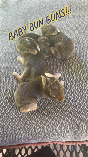 I disturbed their den while tiling the garden. Cutest little dudes!!! 🐇🐇🐇 #bunnies #critters #babyrabbits #fyp #babyanimals