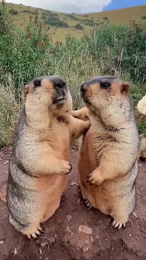 Marmot TV on TikTok