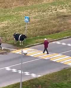 174K views · 2.1K reactions | This cow has moo-ving traffic manners! 藍 | Animal Lovers | Facebook