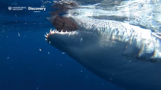 Nuovo canale, infinite storie da scoprire. Dal 5 ottobre Discovery è sul digitale terrestre. 📺 Ci trovi sul canale 37 | Discovery ItaIia