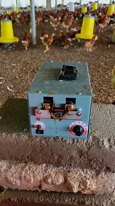 Debeaking process. | Adu Ababio