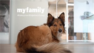 163K views · 2.2K reactions | We always think of them when we work, and always having them around us makes the days in the office fly between vices, habits and inevitable laughter. It is necessary to pause for a moment to understand how their presence is fundamental for our well-being and makes them the best colleagues ever! #takeyourdogtoworkday | MyFamily | Facebook