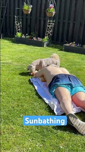 SUNBATHING #sunny #sunbathing #garden #backgarden #sunshine #bluesky #britishsummer #scotland