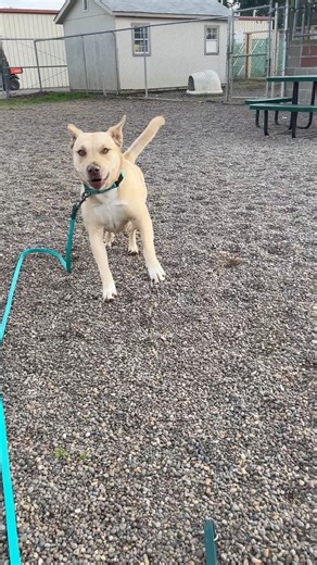 What sort of games do you play with your dogs? Sydney LOVES when your crouch down and slowly stalk towards her! She will often match your lowered stance and then charge- just before darting off to the side so you cannot catch her. | Project Pooch