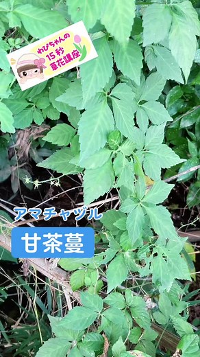 #わぴちゃんの15秒草花講座 #野草 #アマチャヅル #健康茶