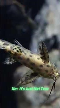 Discover the Unique Traits of Synodontis Catfish