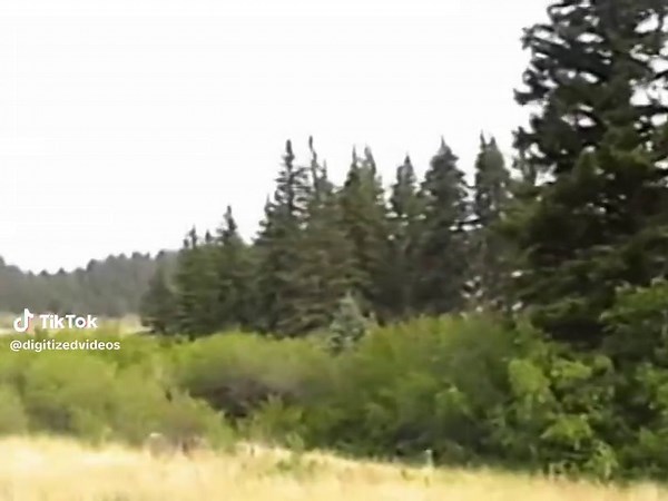 digitizedvideos (@digitizedvideos)’s videos with son original - Trendformusic🤍🇲🇺