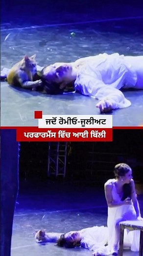 ਜਦੋਂ Romeo-Juliet ਪਰਫਾਰਮੈਂਸ ਦੌਰਾਨ ਵਿੱਚ ਆਈ ਬਿੱਲੀ | 𝐁𝐁𝐂 𝐏𝐔𝐍𝐉𝐀𝐁𝐈