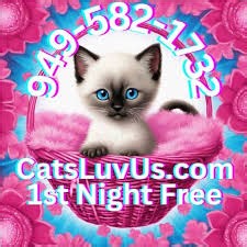 Best Cat Scissors for Matted Fur: Top Picks 2026