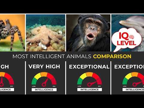 Top 50 Most Intelligent Animals (Ranked by Intelligence Level)