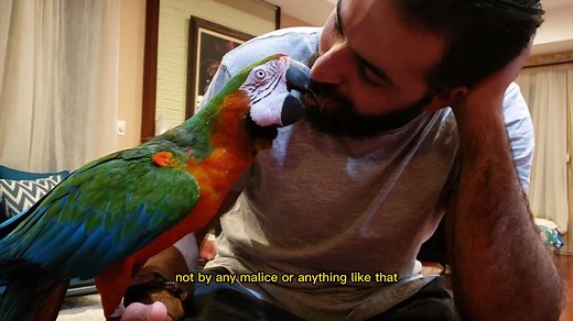 A glimpse into the story of our Harlequin Macaw, Rocky - His journey before us | Marlene Mc'Cohen
