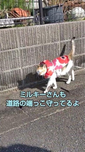猫だって交通ルール守るにゃん#ショート #猫動画 #散歩する猫 #交通安全 #猫