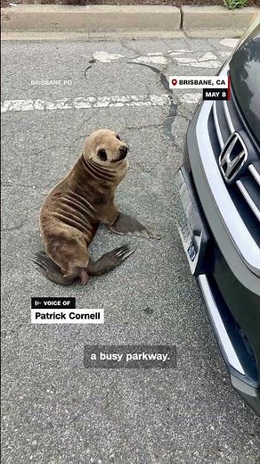 WATCH: Stranded and Starving Sea Lion Rescued from the Streets of California