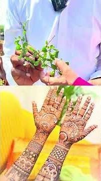 Grow Your Own Natural Mehendi at Home 🌱✨ #plantlovers #naturelovers