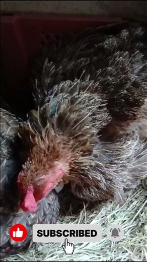 🐔 Chicken Farming | Can Two Broody Hens Hatch Eggs Together? | Cong Luan Farm TV