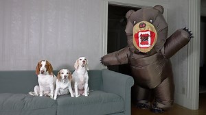 194K views · 1.4K reactions | Poor bear didn't stand a chance against all this cuteness... | Maymo the Dog | Facebook