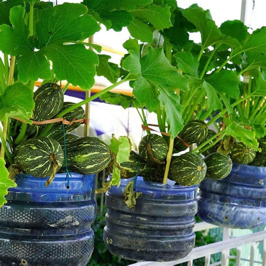 Cultivate Zucchini in Hanging Plastic Containers | DIY Balcony Garden