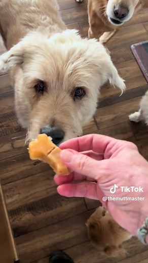 Homemade Peanut Butter Apple Dog Treat Recipe