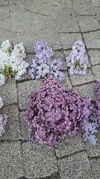 Lilacs - differences in varieties 😉