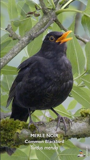 LE CHANT DU MERLE NOIR / BLACKBIRD SINGING
