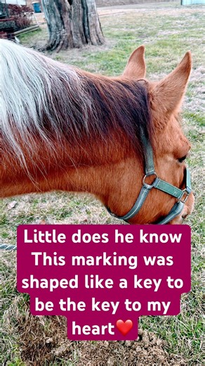 Love him! #key#unlocked#myheart#love#equine#blowup#likee#horses#animals#pretty#viral#fyp#life#love