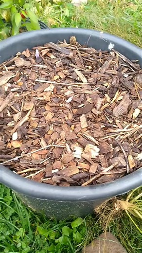 3K views · 36 reactions | Saffron Crocus | Swarmstead Bees and Gardening | Facebook