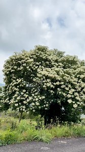 🌳✨ El Cueramo (Cordia elaeagnoides), originario de México, es un árbol majestuoso que en su época de floración se cubre de miles de flores blancas, transformándose en una nube viva sobre la tierra. Un espectáculo natural que roba miradas y embellece el paisaje. 🌿🌼 #Naturaleza #Árboles #Flores #Botánica #Jardinería | COCO LEMUS