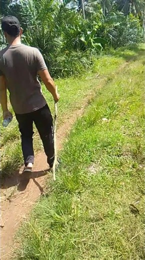 jelajah hutan area persawitan