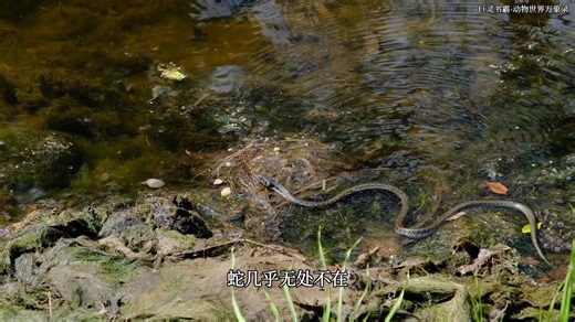 蛇：神秘的冷血生物 蛇的种类、习性与生态价值 - 万物影像馆 (1080p, h264, youtube)