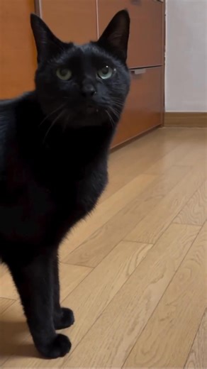 81K views · 5.5K reactions | Beautiful Voice  | long playing record | Facebook