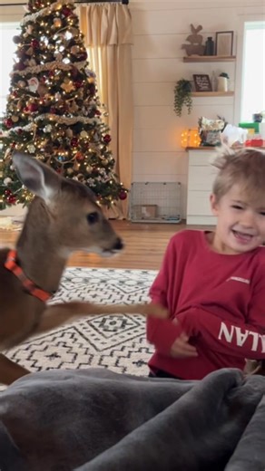 Doe Deer was so misunderstood! 🥹 #doedeer #deer @Horne Country Living | pet deer