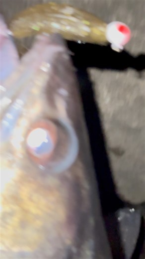 3.8K views · 42 reactions | Walleye caught on the rapala mayor. You can find them at Tackle Bandit. #fishing #walleye #fulltimefisherman #tacklebandit | Full Time Fisherman | Facebook