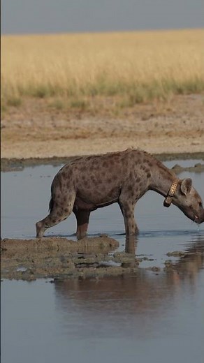 A hyena at the water’s edge in Etosha National Park, Namibia
