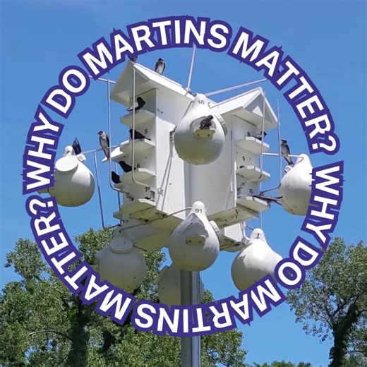 6.9K views · 91 reactions |  Thursday Thoughts: Why do Purple Martins matter?  Purple Martins are an important part of our ecosystem.  Purple Martins bring joy to countless communities across North and South America.  Purple Martins NEED us to care about them in order to survive. What if someone asked you: Why do Purple Martin matter? What would you say? Tell us in the comments. #PurpleMartins #Birds #Conservation #PMCA | Purple Martin Conservation Association | Facebook